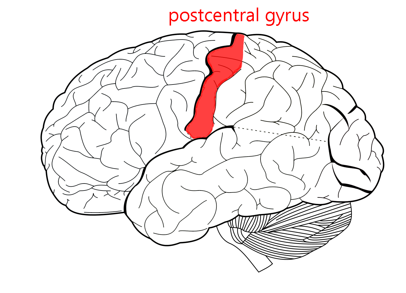 Diagram showing the location of the postcentral gyrus in the human brain.