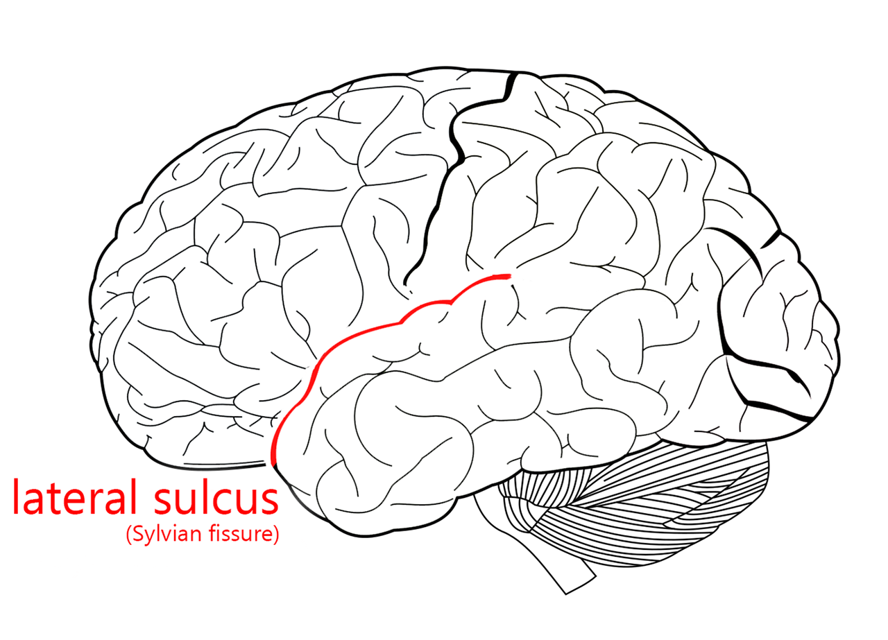 Diagram showing the location of the lateral sulcus.