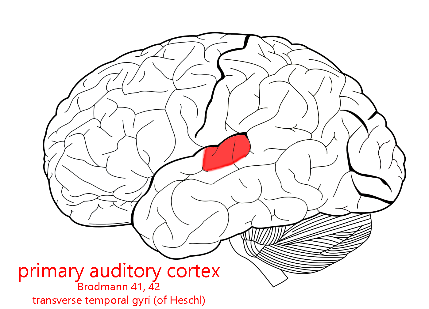 Diagram showing the position of auditory cortex in a lateral view of the brain.