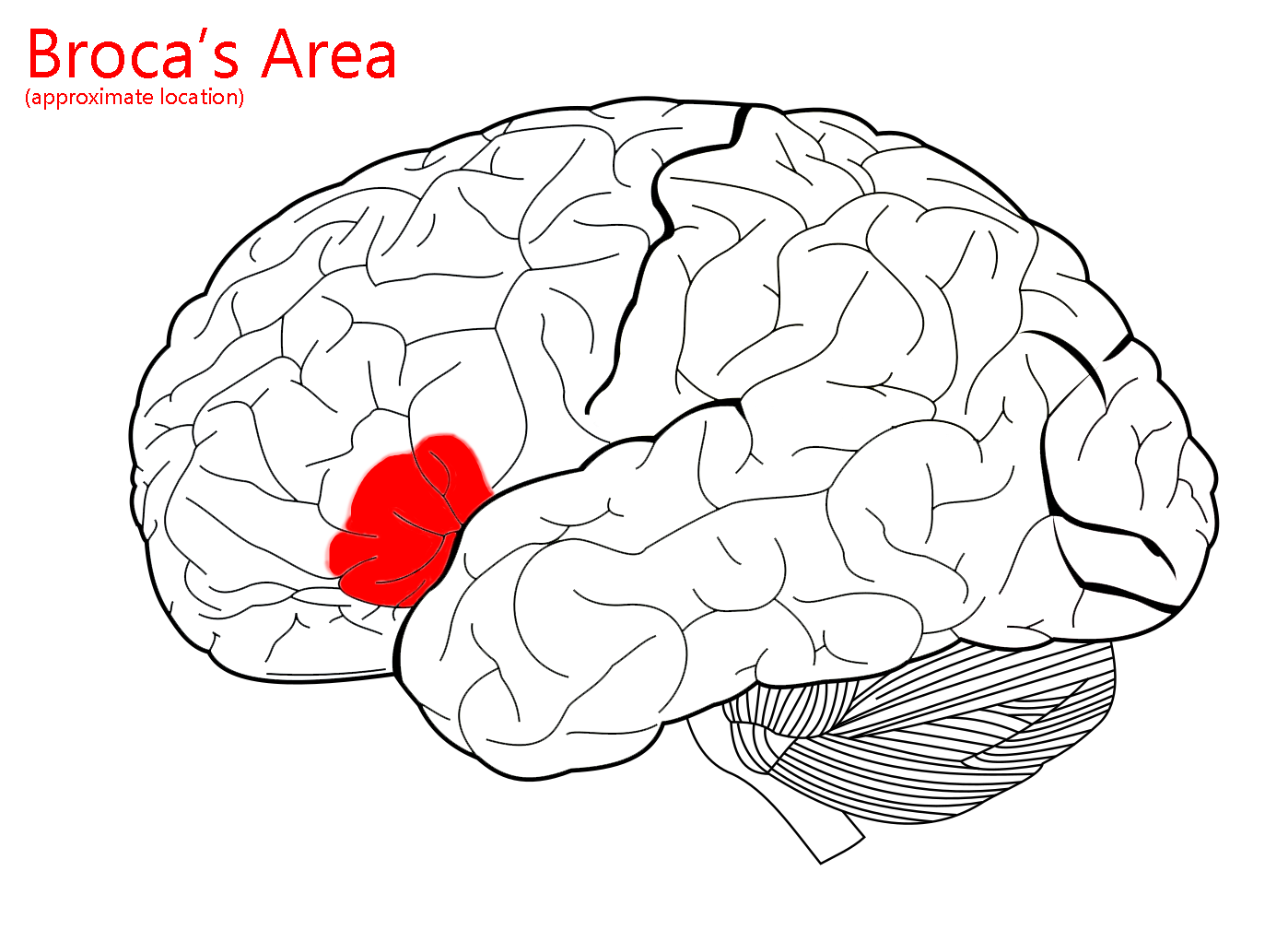 Diagram showing the location of Broca's area in the human brain.