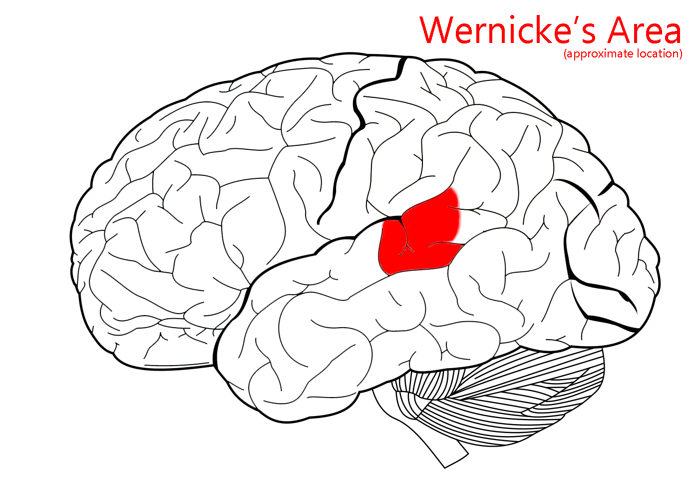 Diagram showing the location of Wernicke's area in the human brain.