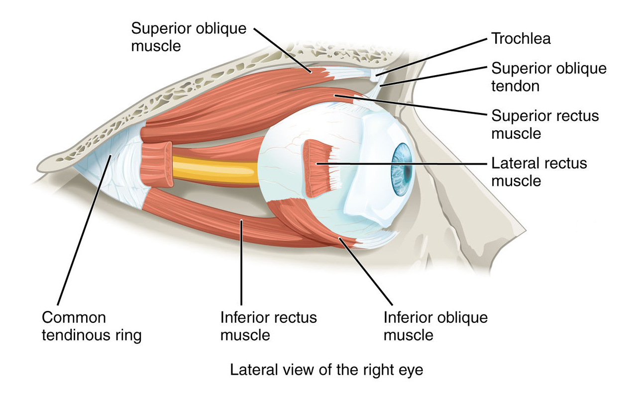 Diagram showing the extraocular muscles.