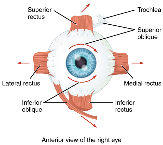 Diagram showing the extraocular muscles.