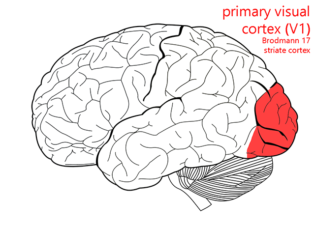 Diagram showing the location of primary visual cortex.