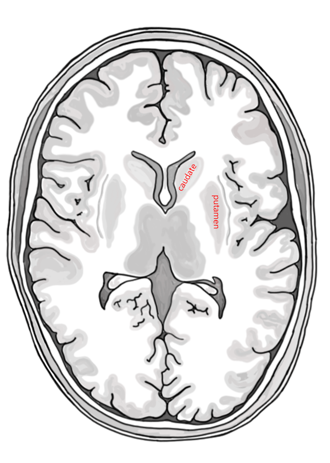 Diagram showing the location of the caudate and putamen nuclei in a horizontal brain section.