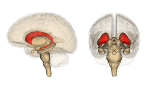 Three-dimensional image showing the location of the caudate nucleus in the brain.