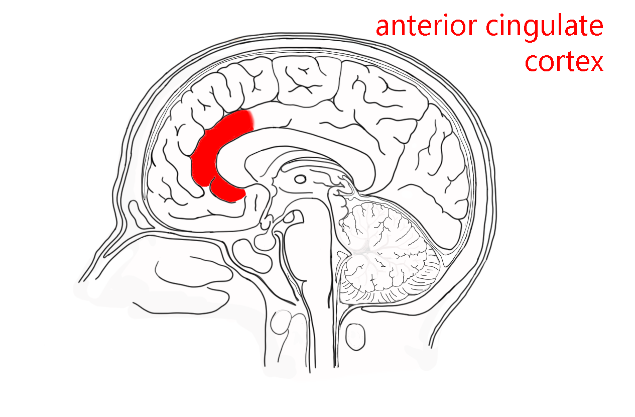 Diagram showing the location of the anterior cingulate cortex.