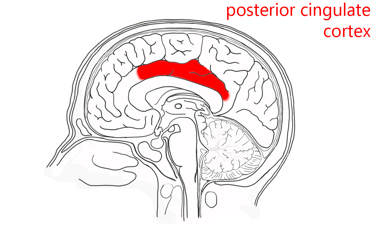 Diagram showing the position of the posterior cingulate cortex.