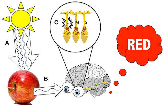 Cartoon schematic of how we see the color red.