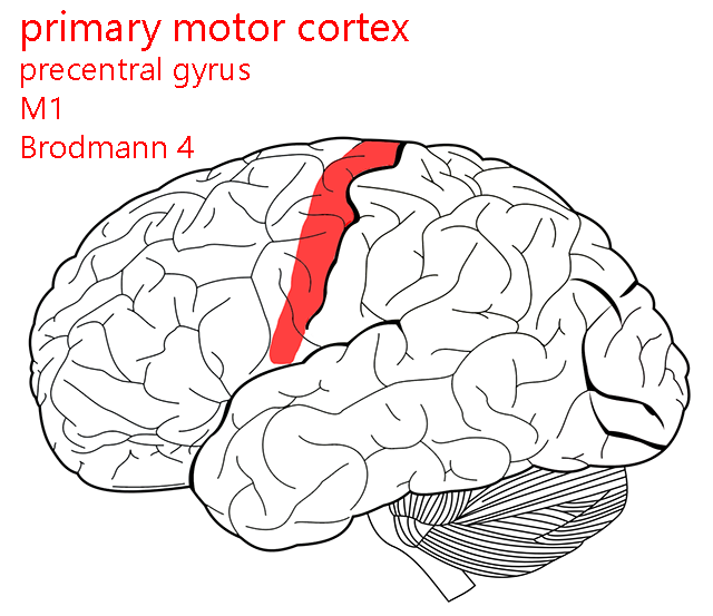 Illustration of the location of primary motor cortex.