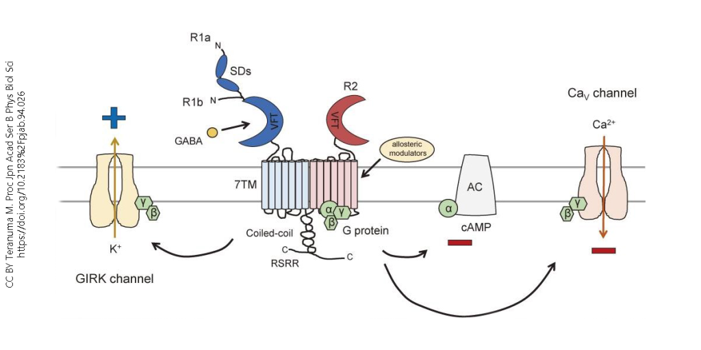 Signal transduction by the GABA-B receptor