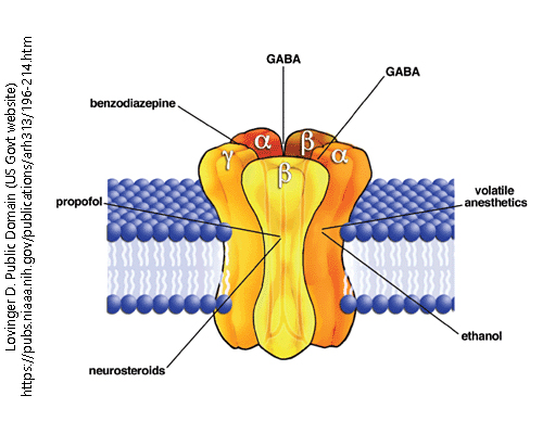 A diagram of the GABA-A receptor