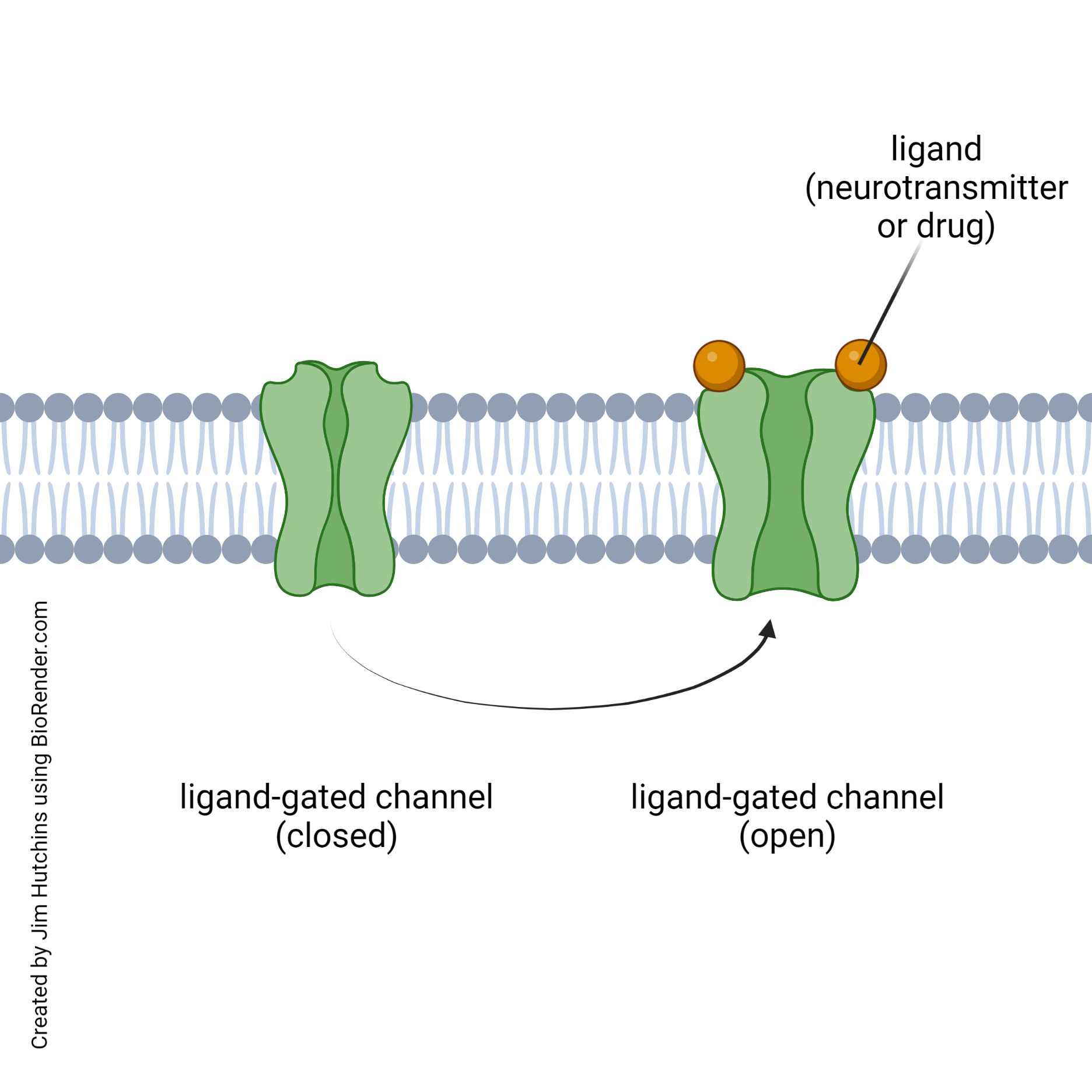 Diagram showing a generic ligand-gated ion channel.