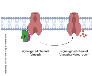 A diagram showing how G protein beta and gamma subunits can change the properties of a signal-gated ion channel.