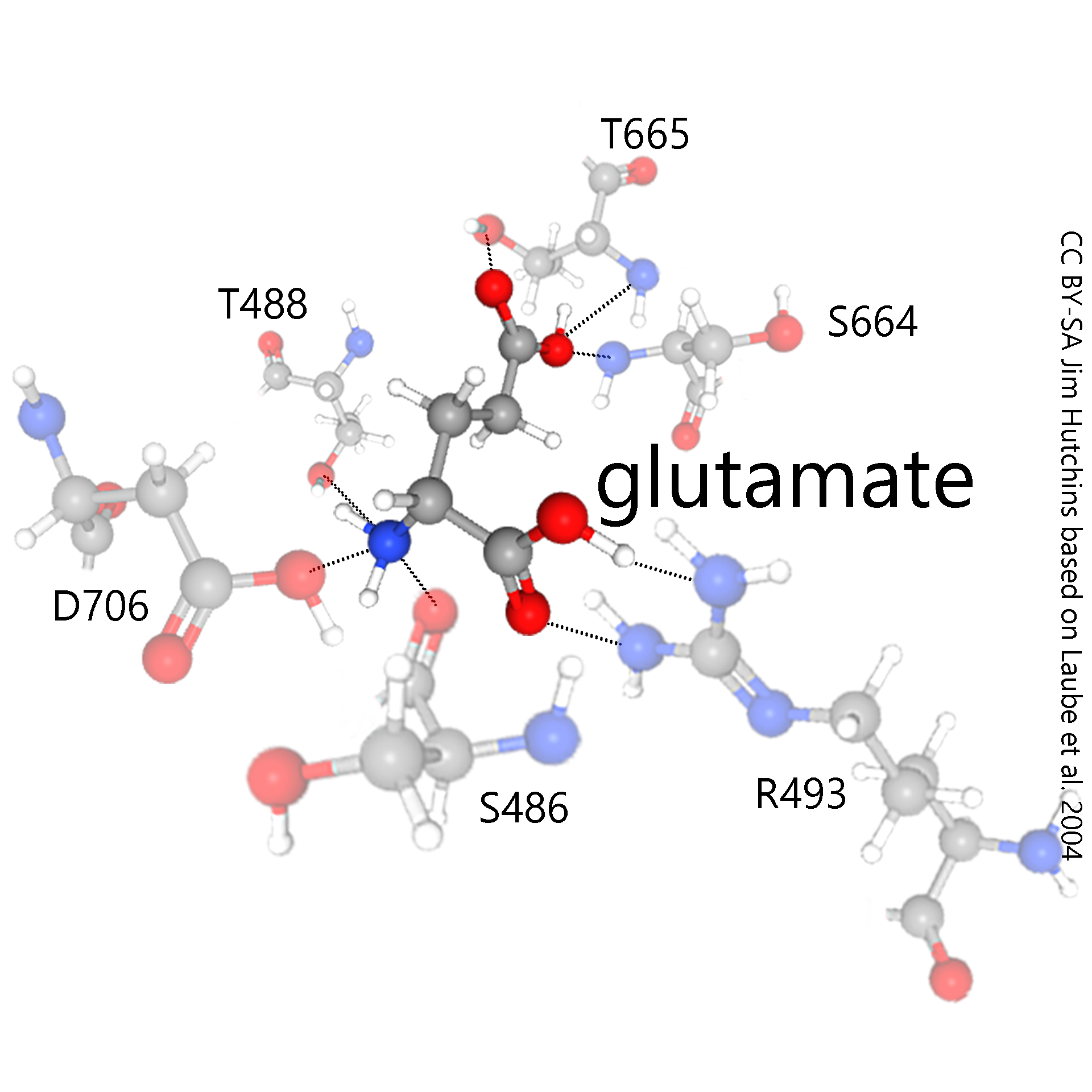 Ball-and-stick model of the glutamate molecule in the ligand binding site of the NMDA-type glutamate receptor.