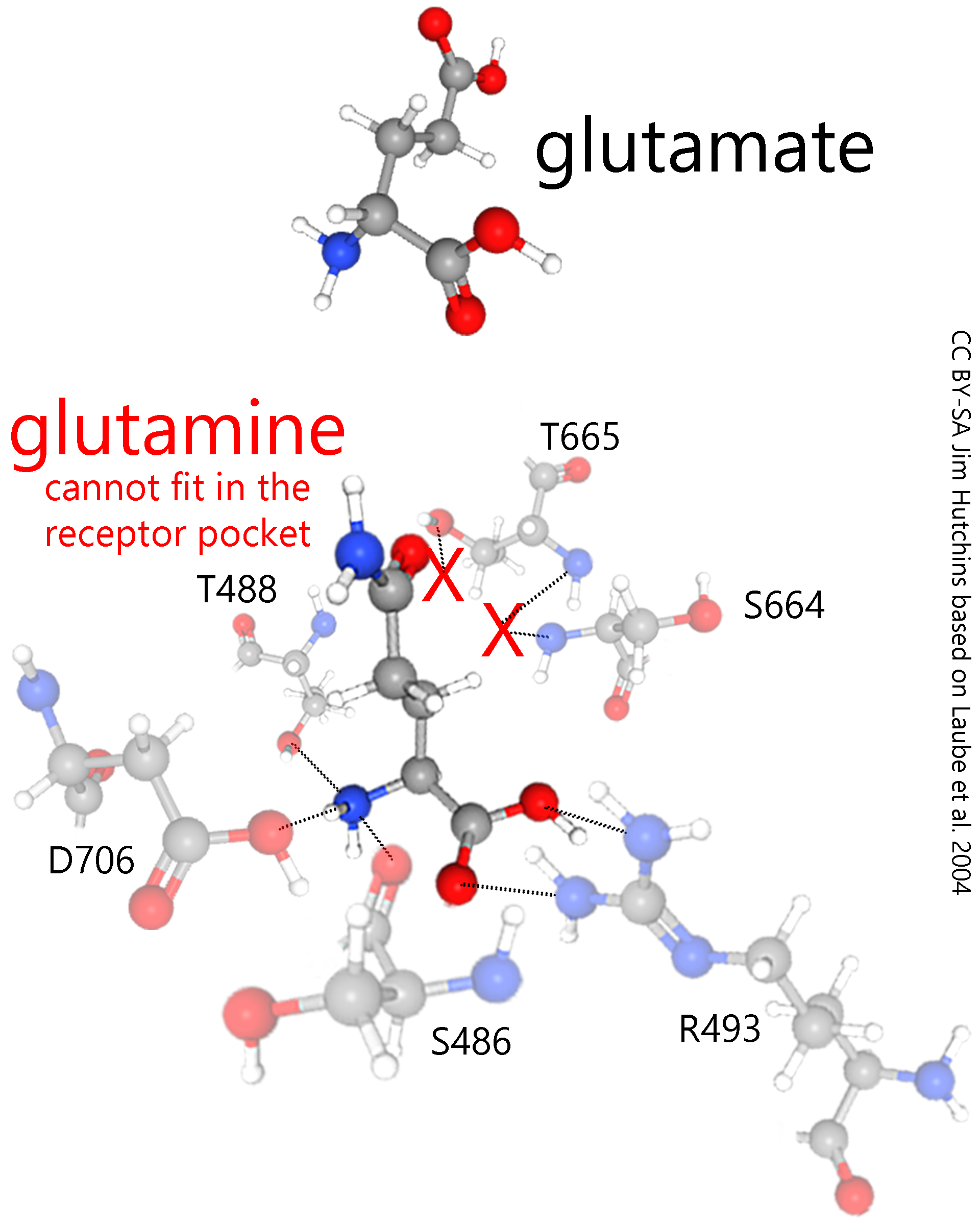 Illustration of why glutamine cannot fit into the ligand-binding pocket of the NMDA-type glutamate receptor.