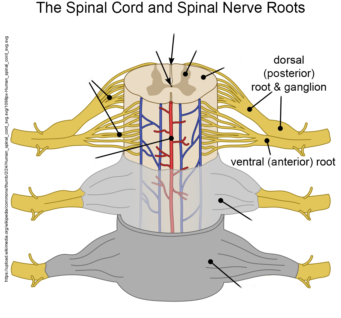 Diagram of the human spinal cord showing dorsal and ventral nerve roots.