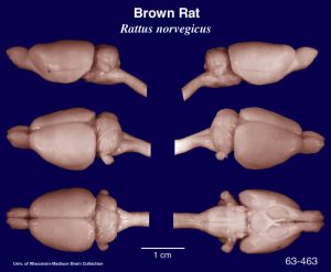 Photograph of the brain of a lab rat.