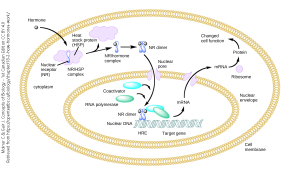 A diagram of heat shock protein effects on gene expression