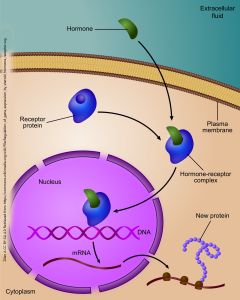 Diagram of a how steroid hormones alter gene expression