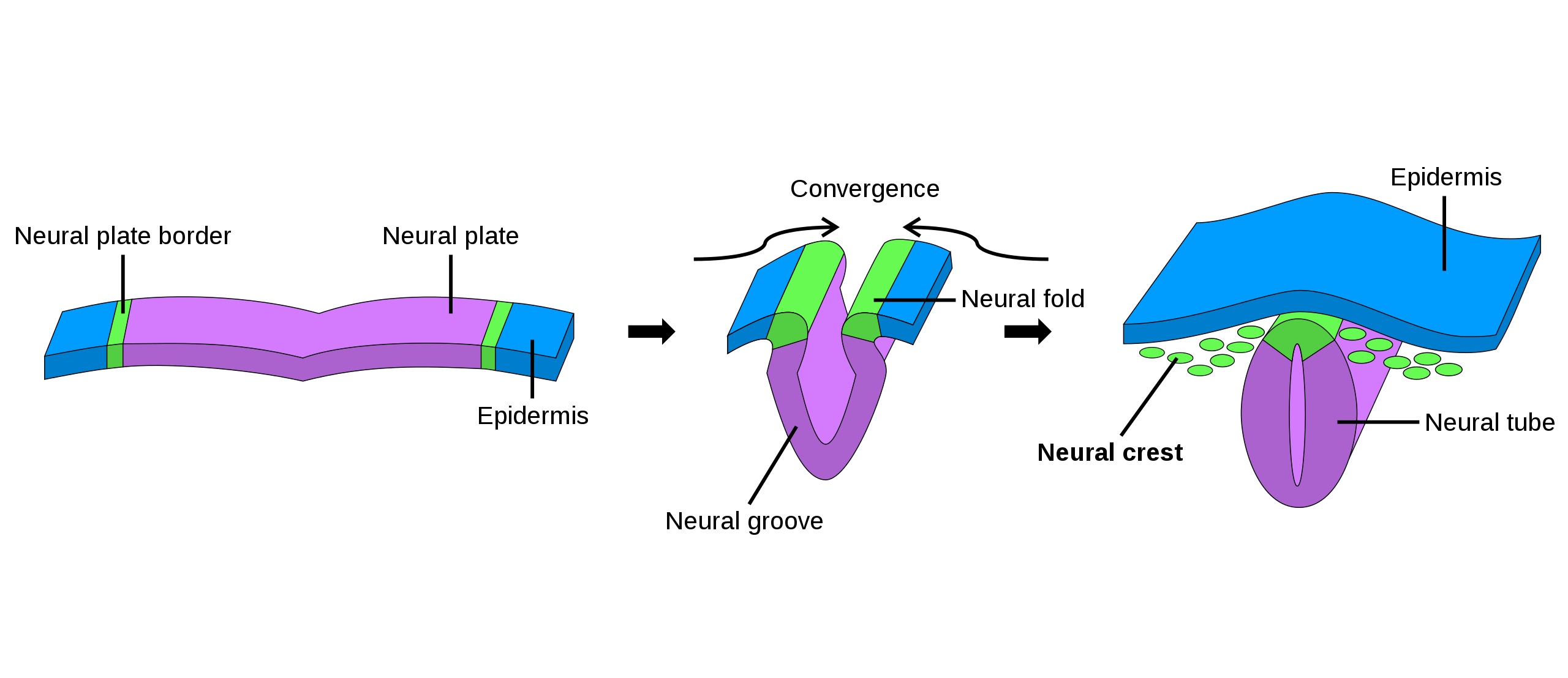 Diagram showing the process of neural tube formation.