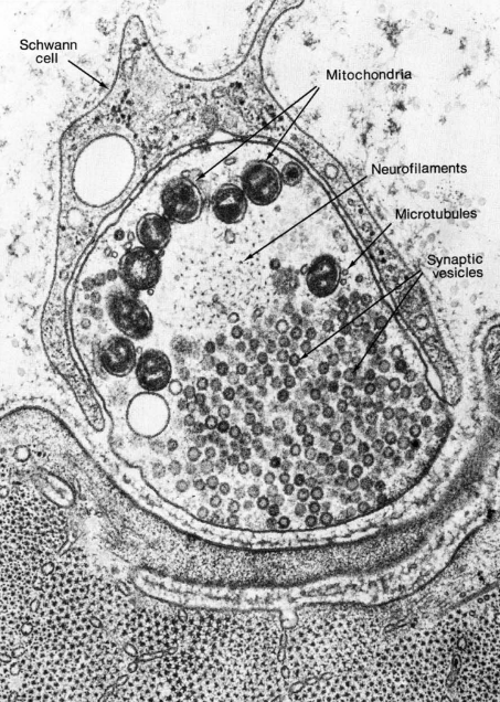 An electron micrograph of the neuromuscular junction.