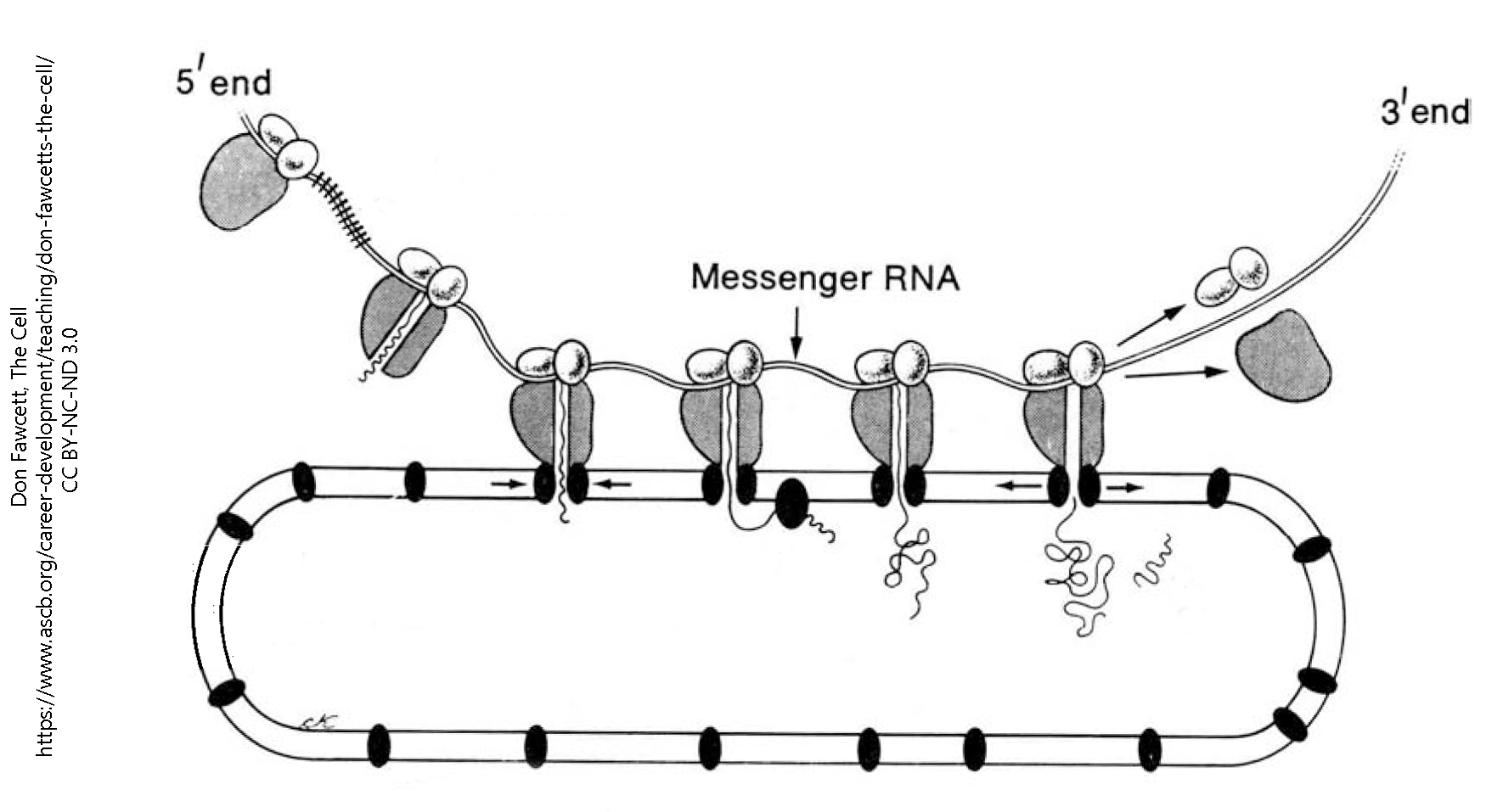 Schematic diagram of the rough endoplasmic reticulum.