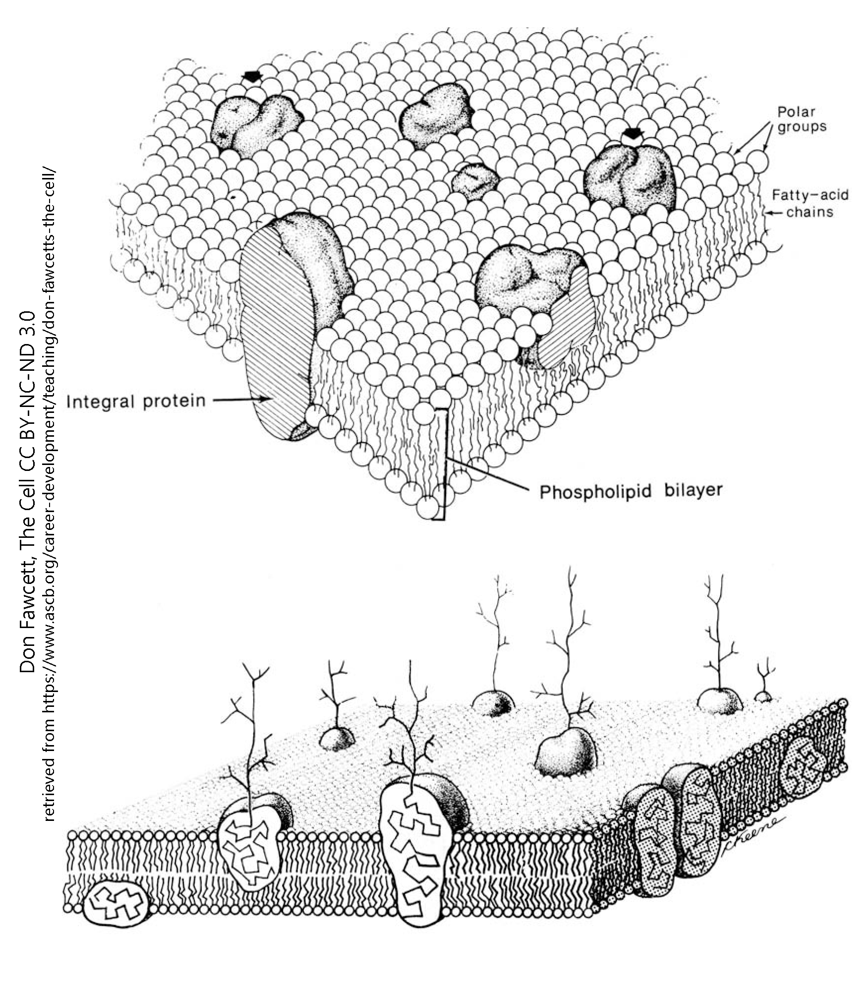 Diagram showing the fluid-mosaic model of the cell membrane.