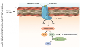 Diagram showing how epinephrine is transduced into biochemical changes in the cell