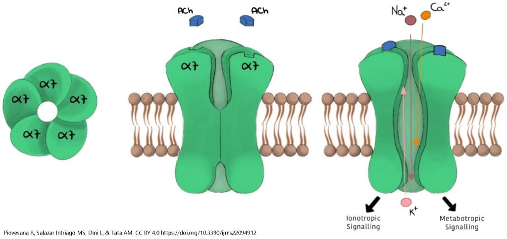 Diagram of the alpha7 nicotinic acetylcholine receptor