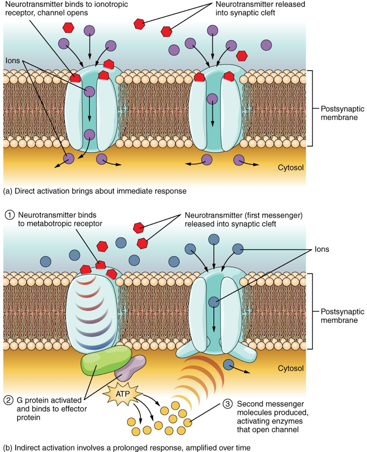 Diagram showing the different types of neurotransmitter receptors.