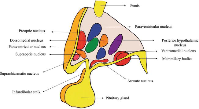 Diagram showing the regions of the hypothalamus.