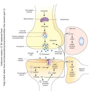 Diagram of retrograde signaling by nitric oxide