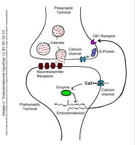 Diagram of retrograde signaling by endocannibinoids