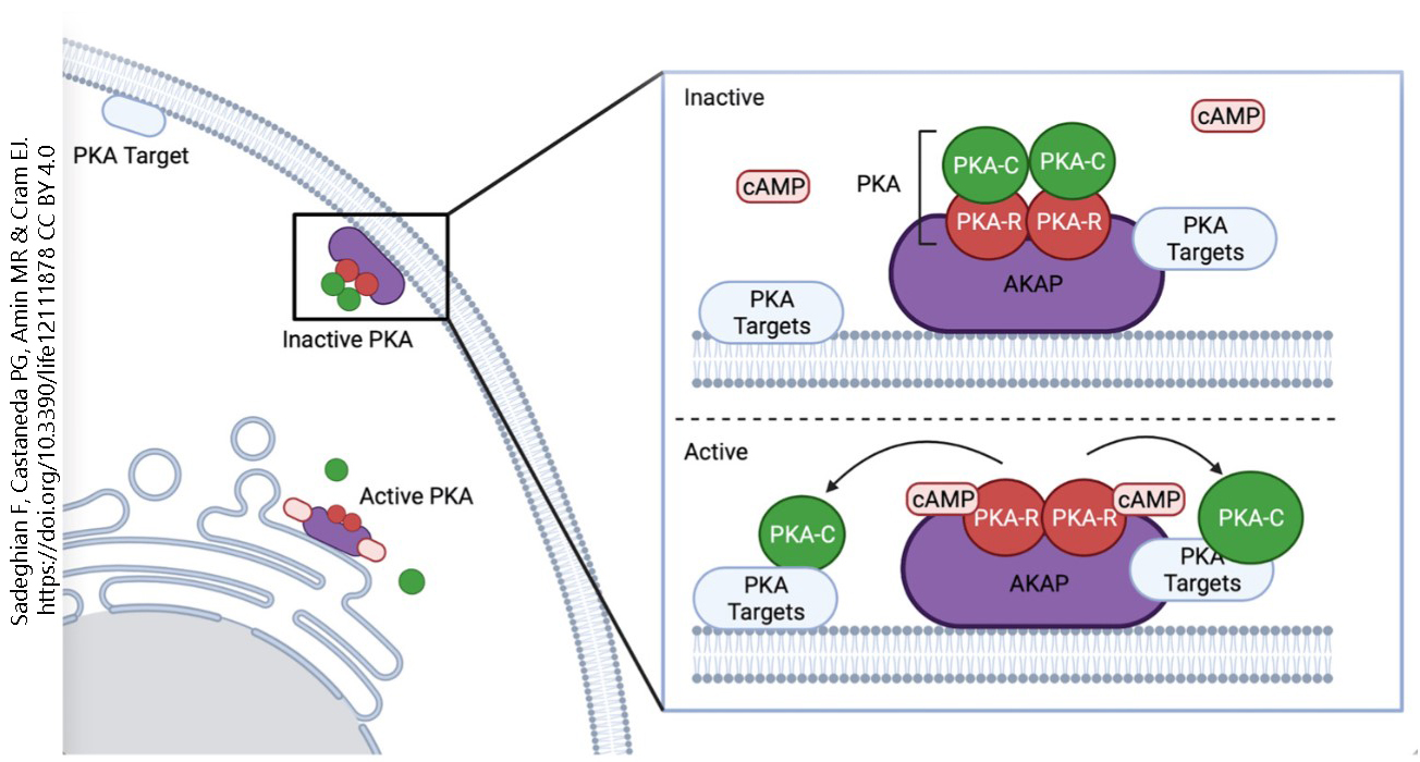 Diagram showing the activation of protein kinase A