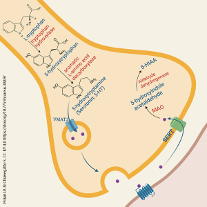 A diagram of serotonin reuptake and degradation