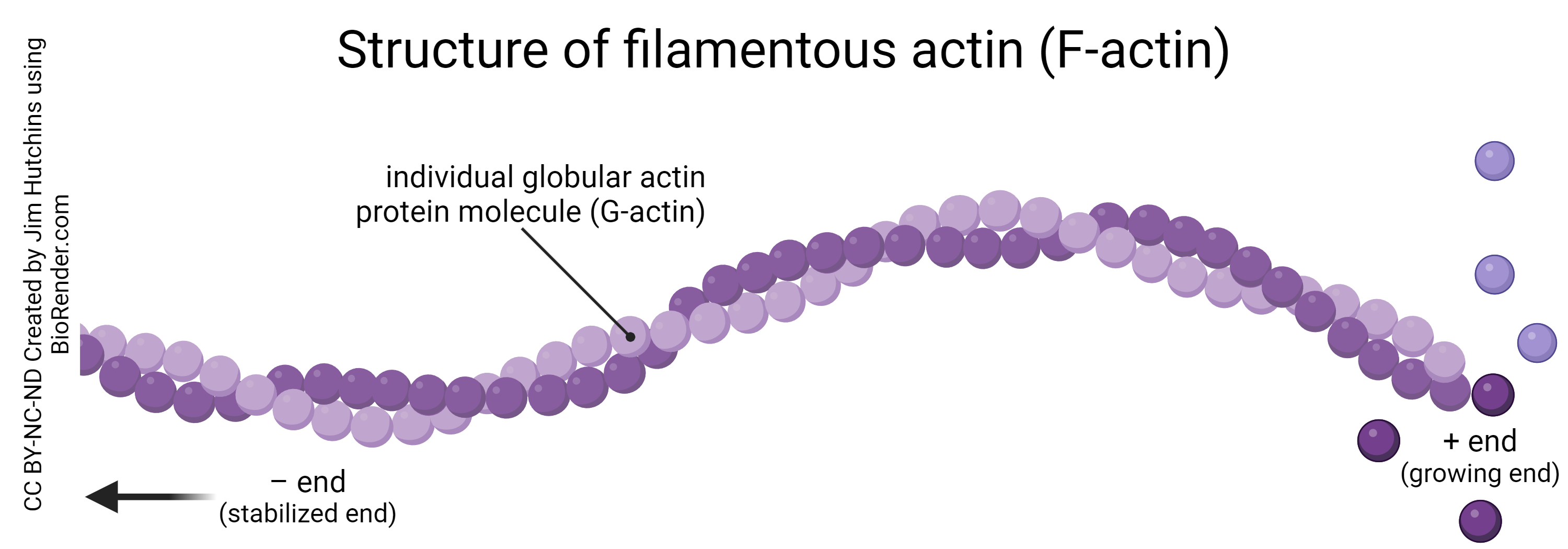 Diagram showing the structure of an actin filament.