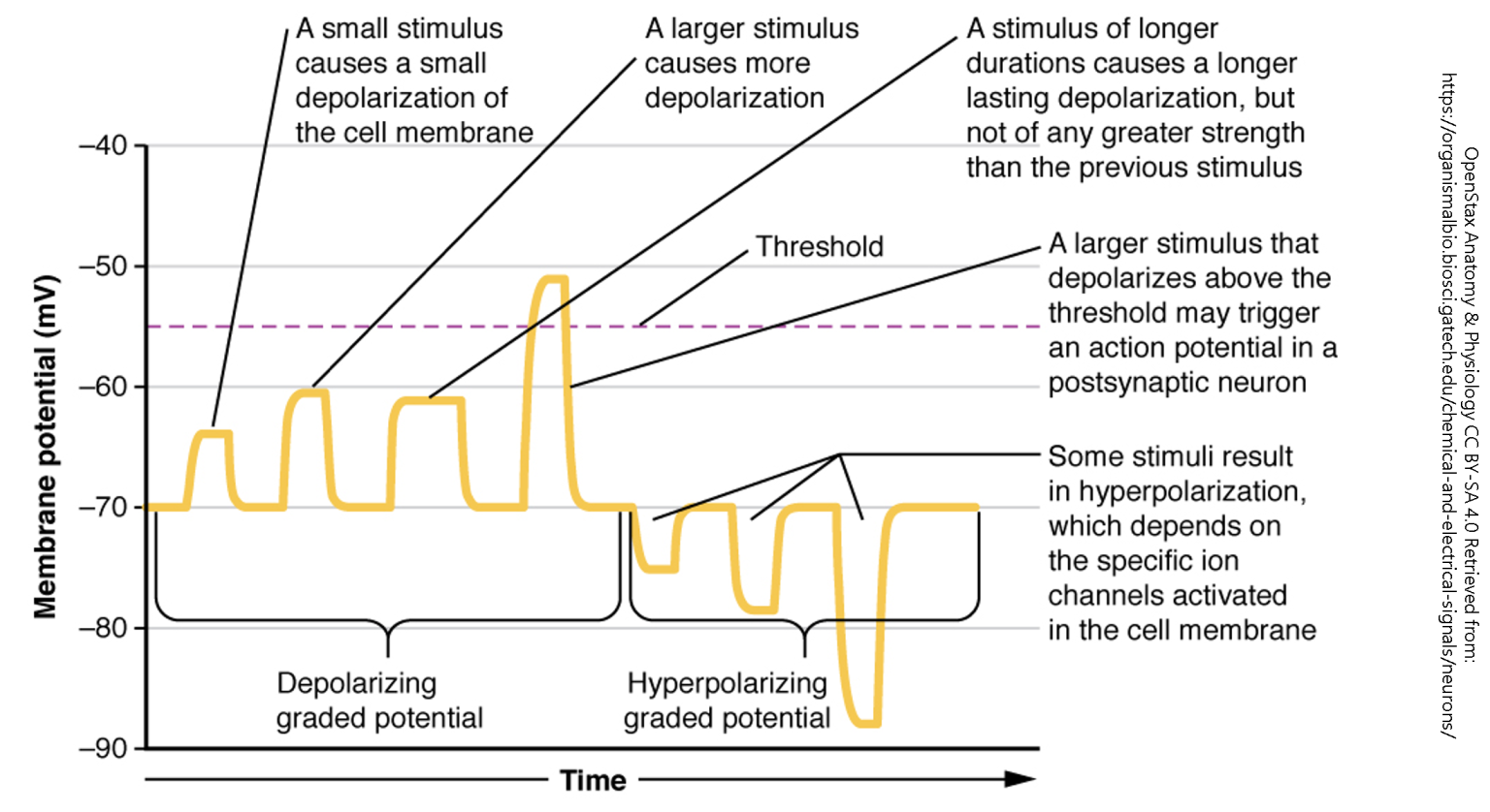 Spatial and Temporal Summation – Introduction to Neuroscience