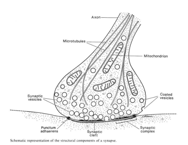 Drawing of a synapse from Don Fawcett's The Cell.