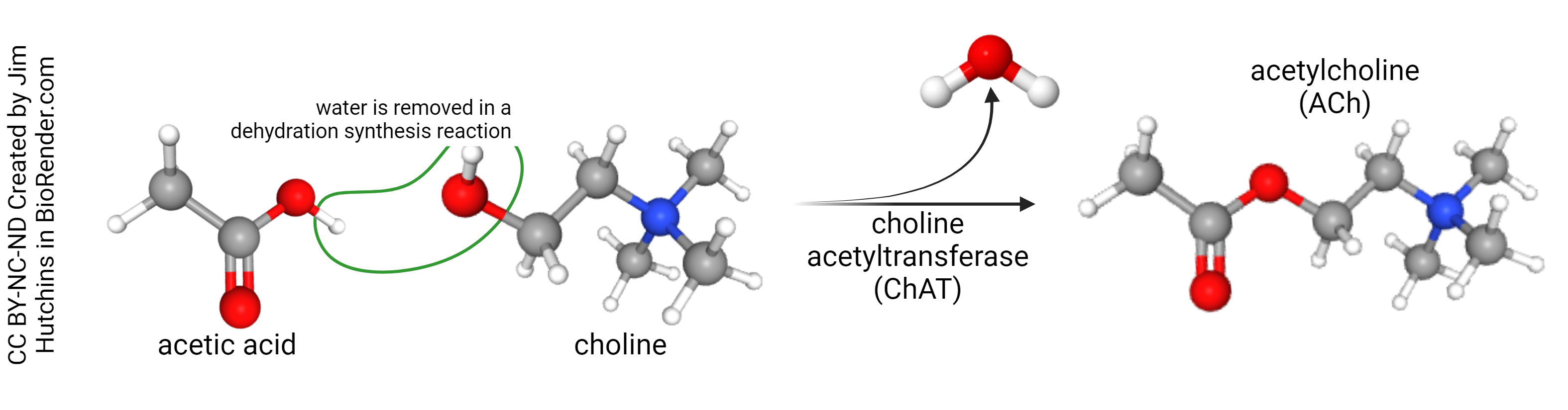 Diagram showing the synthesis of acetylcholine.