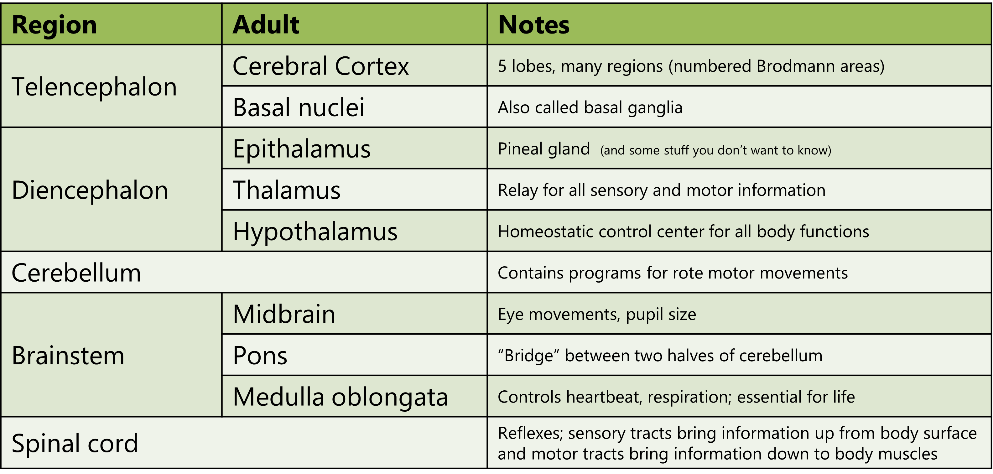 Table showing the adult derivatives of embryonic brain structures.