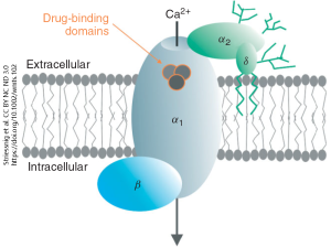 Diagram showing the parts of a voltage-gated calcium channel.