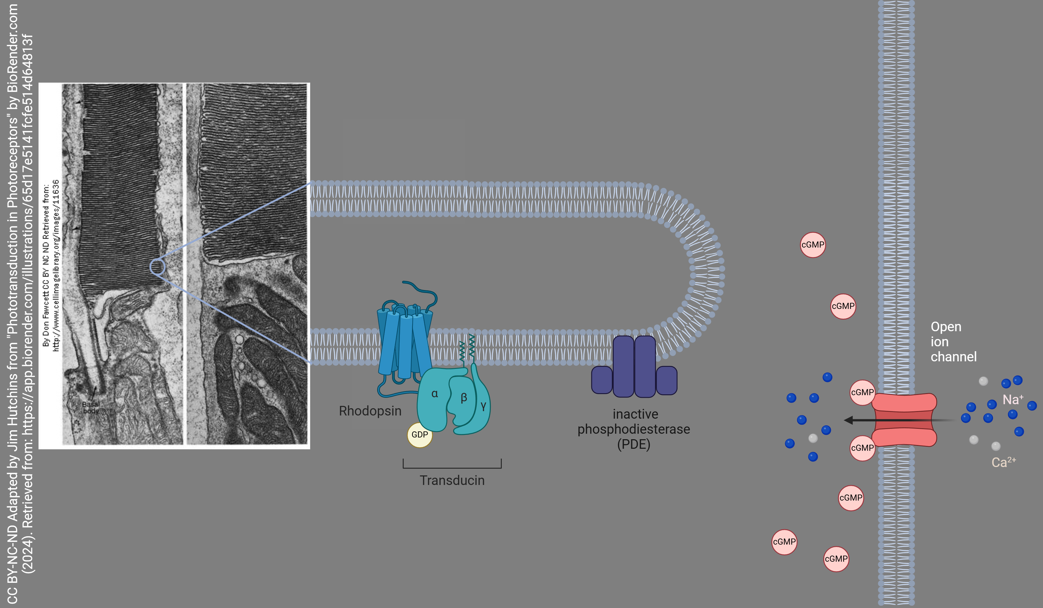 Diagram showing the biochemical status of retinal photoreceptors in the dark.