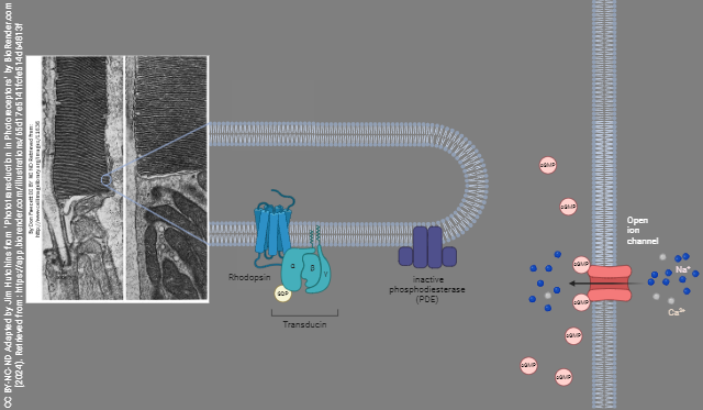 Diagram showing the biochemistry of photoreceptors in dark conditions.