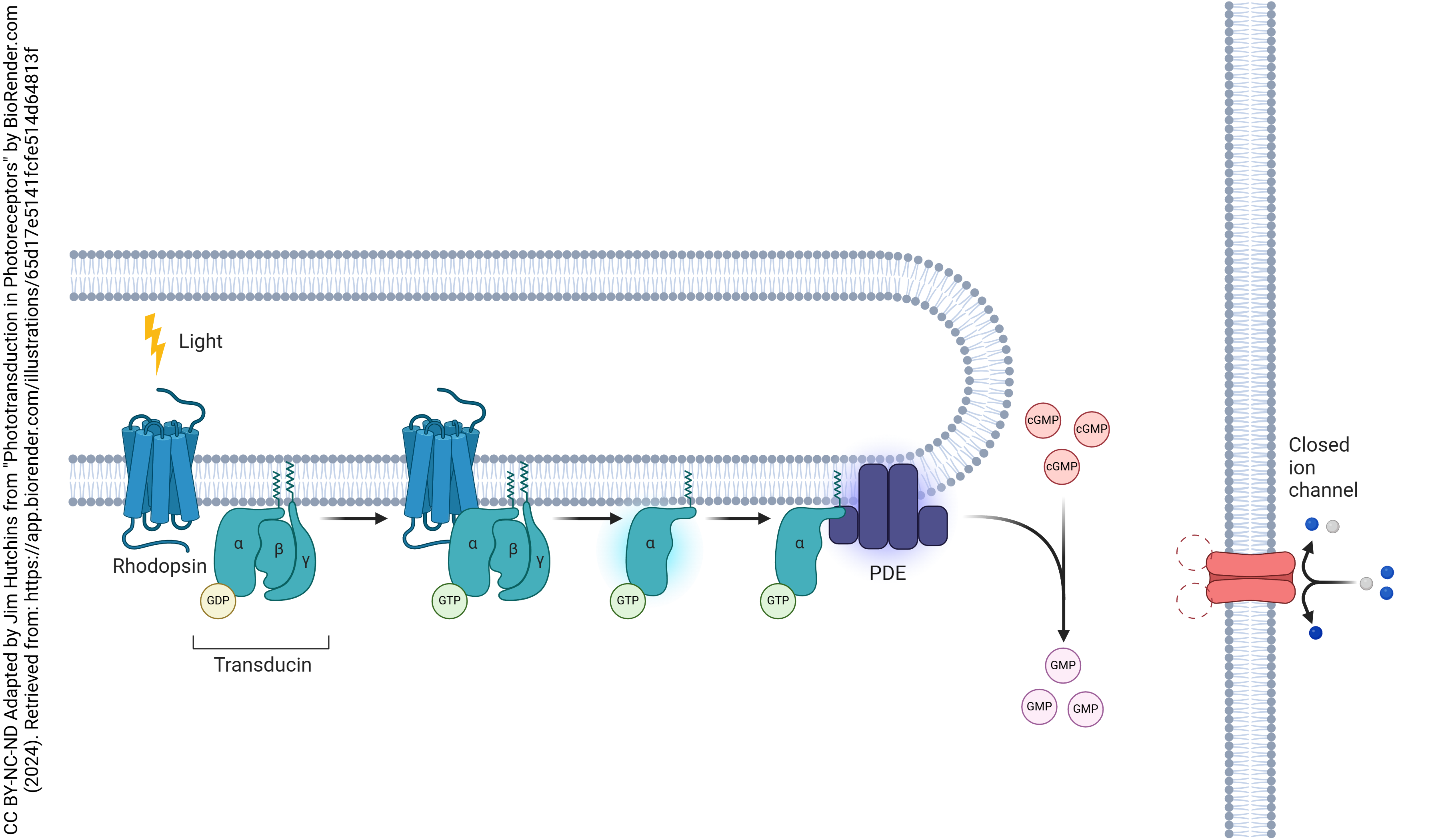 Diagram showing the biochemical status of retinal photoreceptors in the light.