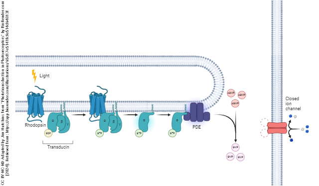 Diagram showing the the biochemistry of a photoreceptor in the light, demonstrating how photons are transduced into biochemical changes.