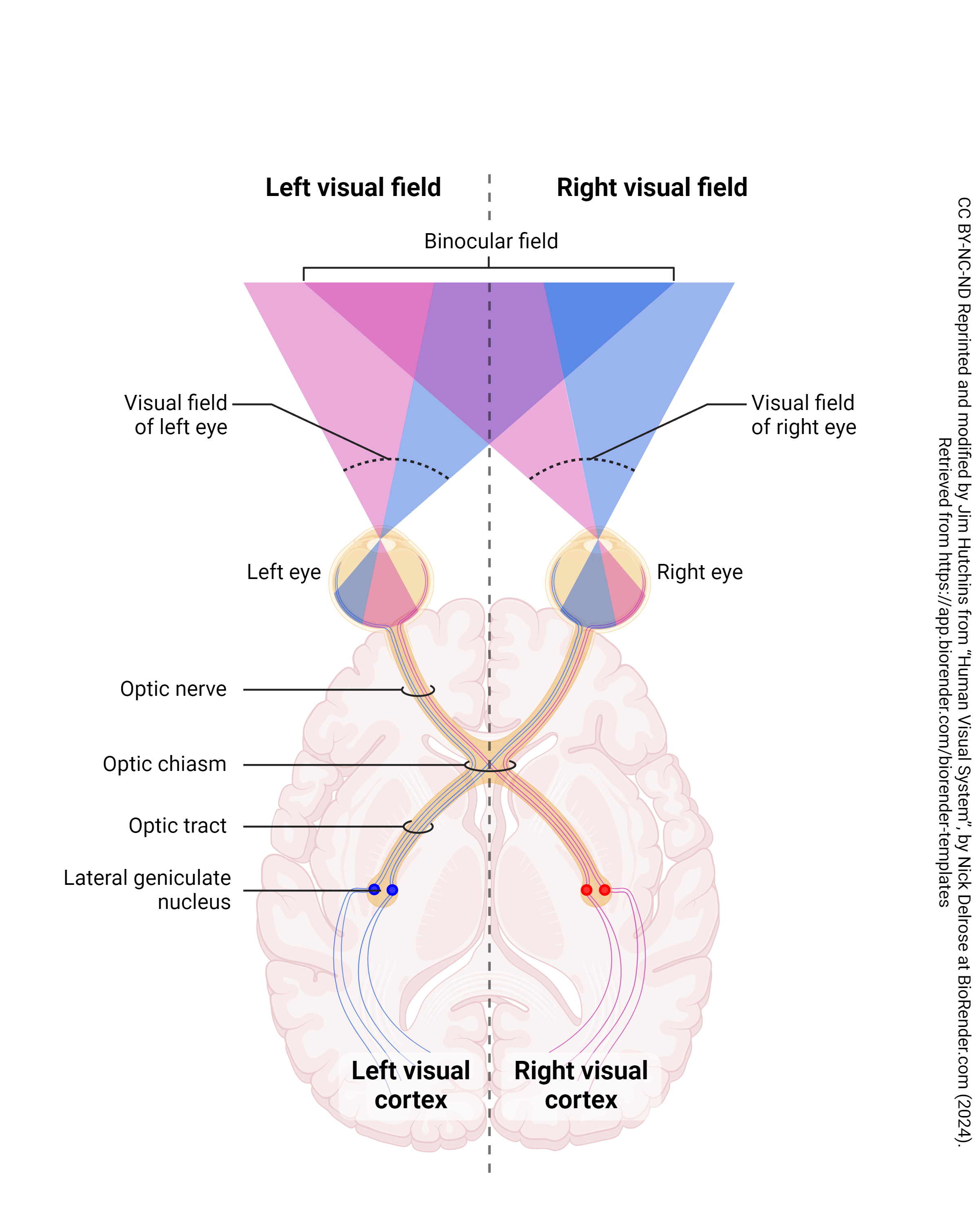 Diagram of the visual fields.