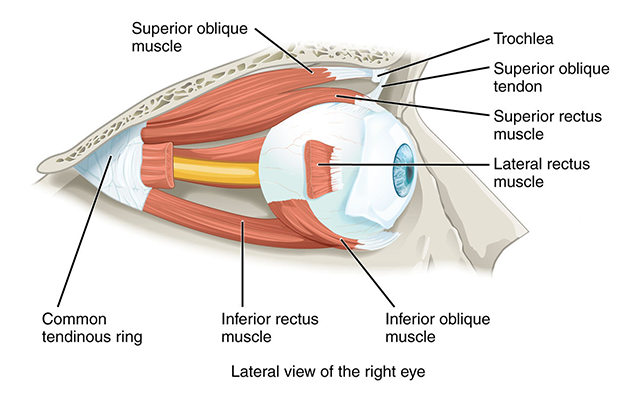 Diagram of the extraocular muscles, lateral view.