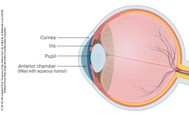 Sagittal section of the human eye showing the structures of the anterior chamber.