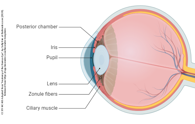 Sagittal section of the eye with structures of the posterior chamber labeled.